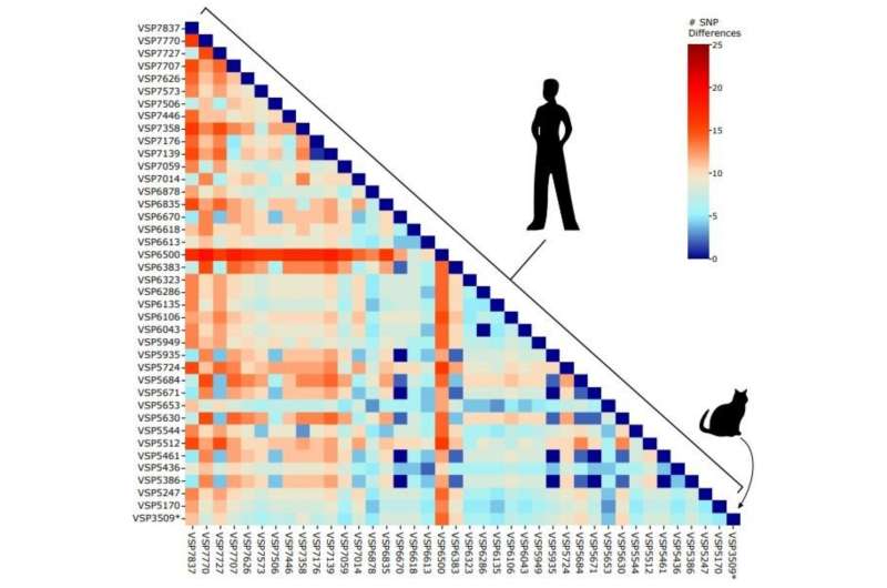 Genome Sequence of COVID in a Cat Nearly Equal to Sequence in Humans