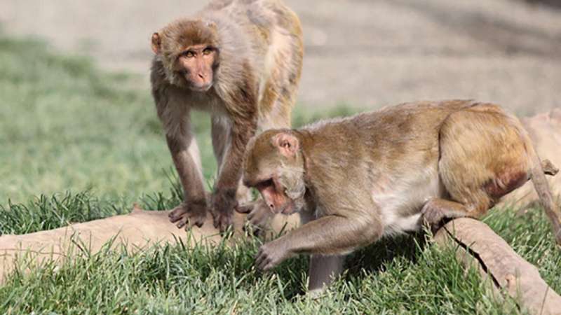 COVID virus infects neurons, induces inflammation in brains of rhesus macaques