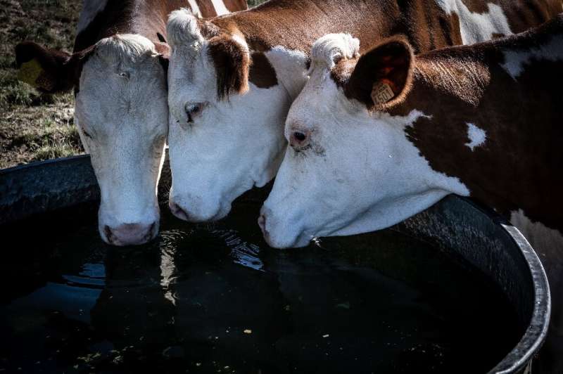 Cows can drink up to 180 litres (47 gallons) of water per day