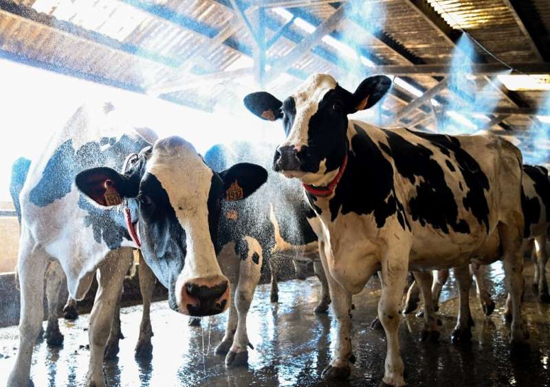 Cows get misted with water to cool down at a farm in northwestern France