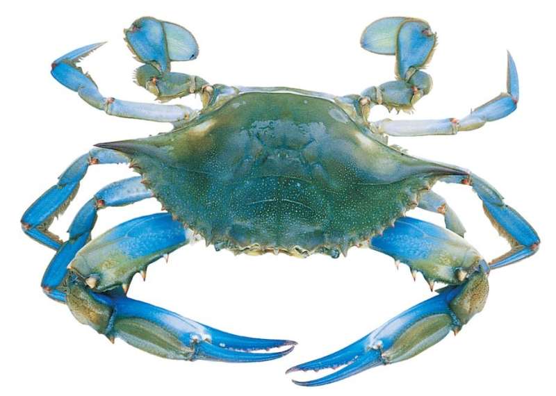 Crabs have evolved five separate times—why do the same forms keep appearing in nature?