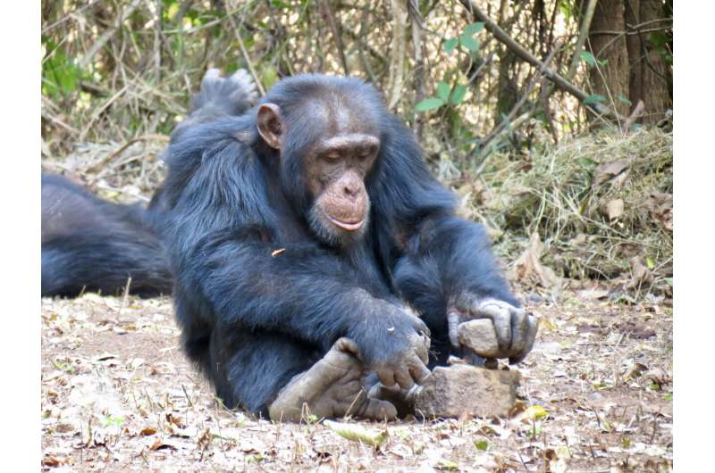 Cracking chimpanzee culture