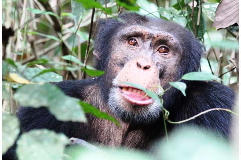 Cracking chimpanzee culture