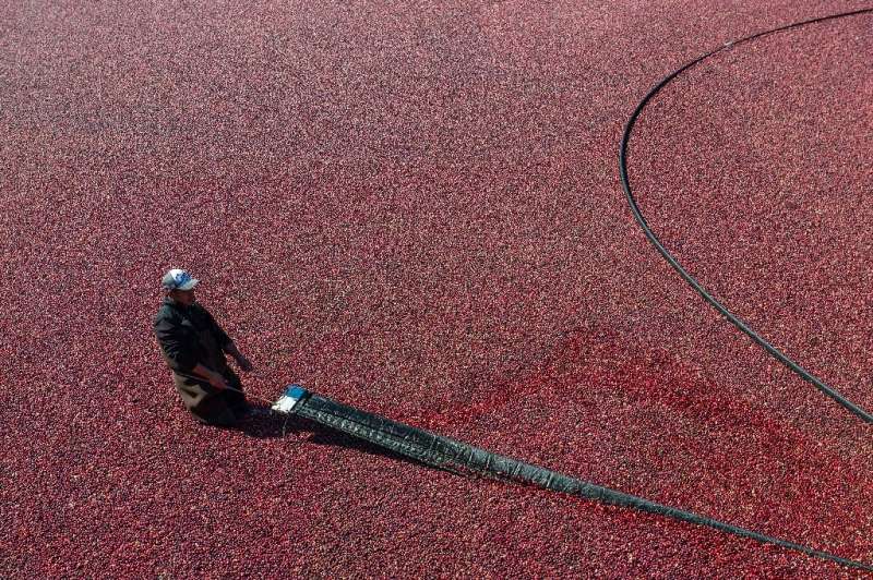 Cranberry farms in Massachusetts -- the second largest cranberry producing state in America -- have had to adapt to weather extr