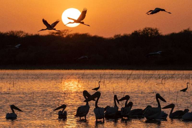 Cranes fly over pelicans feeding in the water at sunset at the &quot;Ain Al-Shams&quot; a seasonal lake within the Dinder Nation