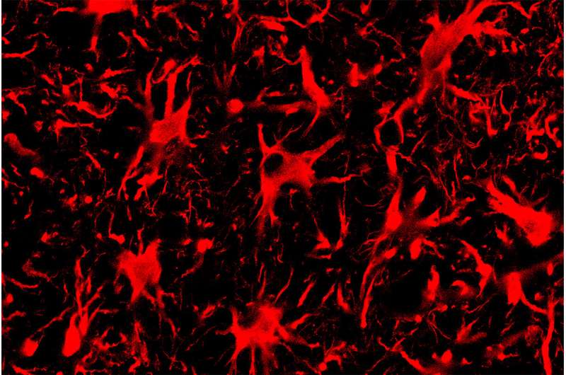 CRISPR-Cas13 targets proteins causing ALS, Huntington's disease in the mouse nervous system