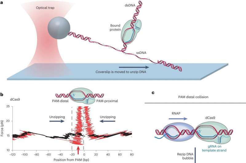 CRISPR insight: How to fine-tune Cas protein's grip on DNA