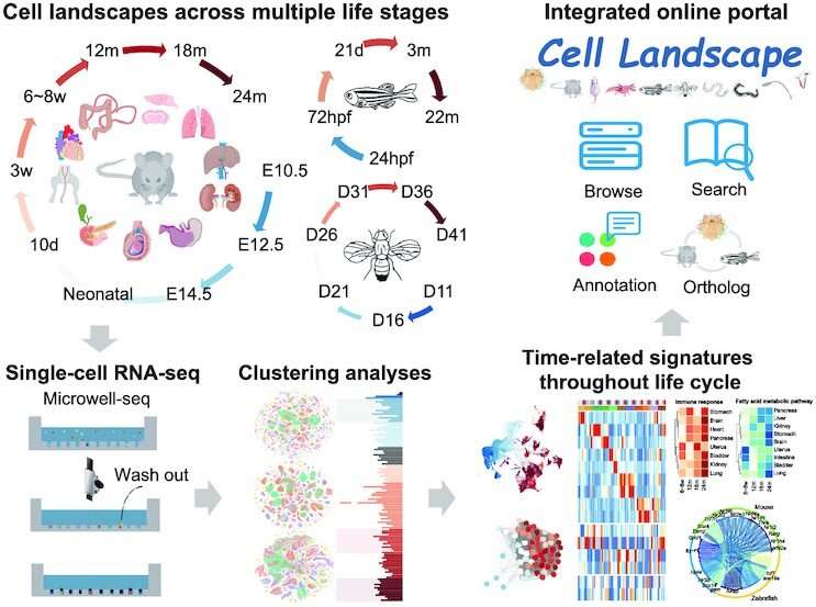 Cross-species cell landscape constructed at single-cell level