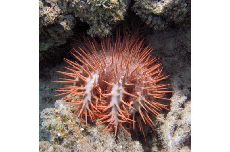 La estrella de mar corona de espinas del Mar Rojo es una especie endémica