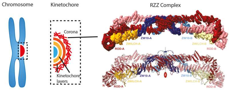 Exciting the search for a well -kept secret: The nature of the corona kinetochore has been revealed