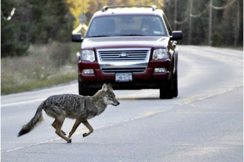 Cry wolf? Debate over presence of wolves in Northeast