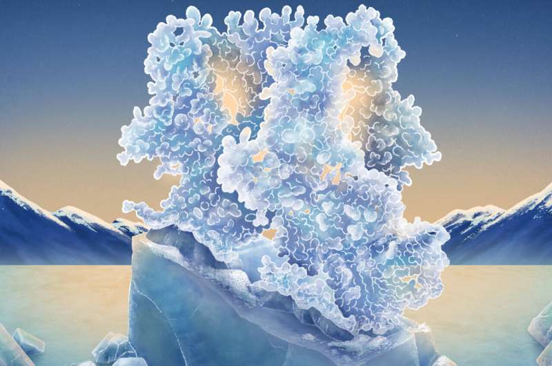 Cryo-electron microscopy reveals how cold-sensing cell channels are manipulated by chemicals to induce cold sensation