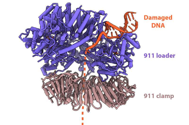 Cryo-EM reveals how '911' molecule helps fix damaged DNA