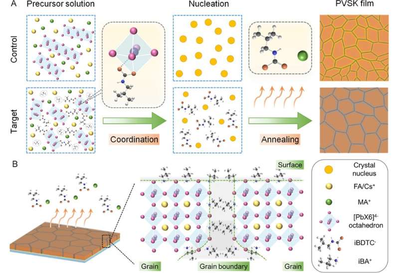 Crystallization regulation helps to realize efficient and stable perovskite minimodules