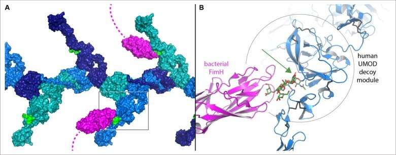 Crystallography, cryo-EM and AlphaFold shed light on key human antibacterial proteins