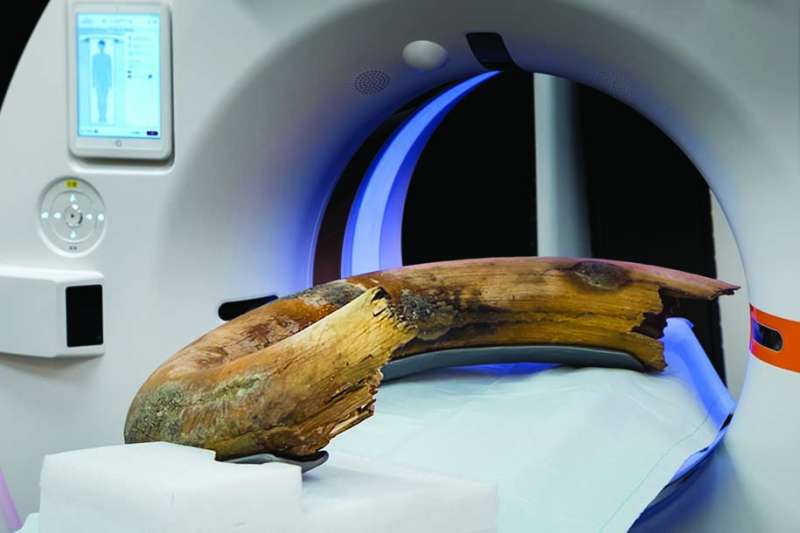 CT scanner captures entire woolly mammoth tusk