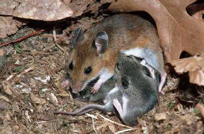 ‘Cuddle hormone’ oxytocin strongly affects male mice on becoming fathers
