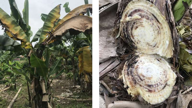 Cultivated and wild bananas in northern Viet Nam threatened by а devastating fungal disease