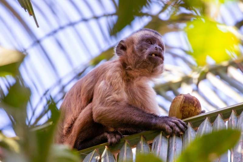 Cultural heritage may influence choice of tools by capuchin monkeys, study suggests
