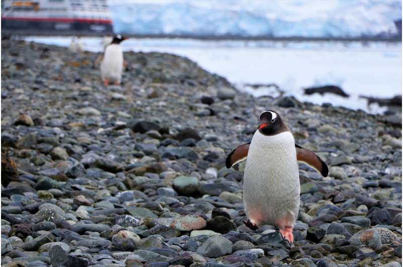 Current Antarctic conservation efforts are insufficient to avoid biodiversity declines