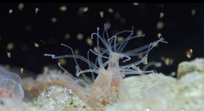 آلودگی فعلی باتلاق ها اثرات منفی و چشمگیری بر بقای شقایق دریایی دارد