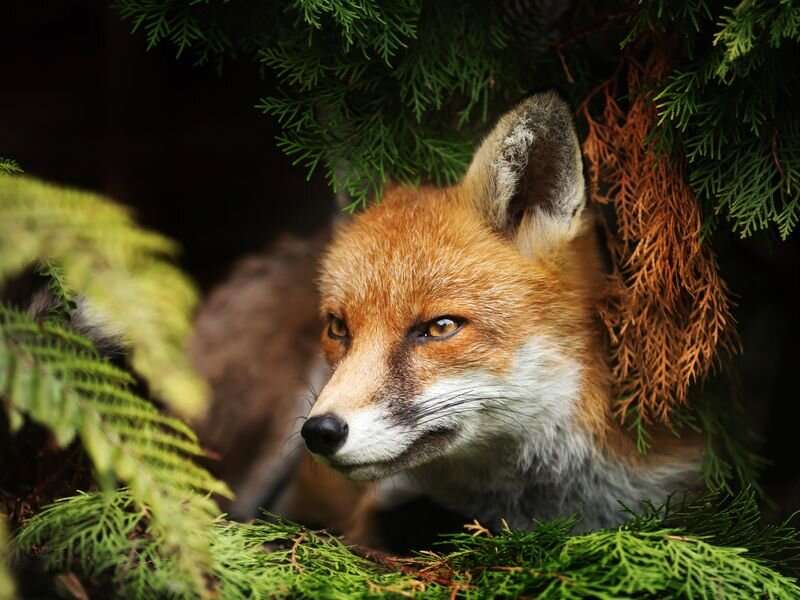 Dangerous parasite that can infect people now found in U.S. foxes