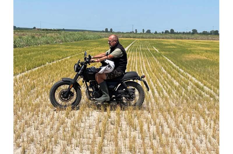 Dario Vicini surveys his grought-ruined rice crop: '&quot;Under normal circumstances, I would never have been able to ride my mo