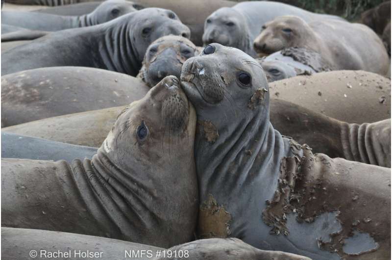 Data from elephant seals reveal new features of marine heatwave 'the Blob'