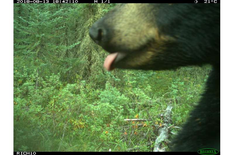 Data from thousands of cameras confirms protected areas promote mammal diversity