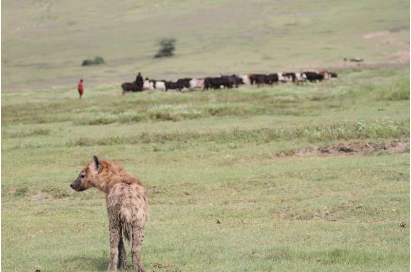Daytime pastoralist activities do not negatively affect spotted hyenas in Tanzania