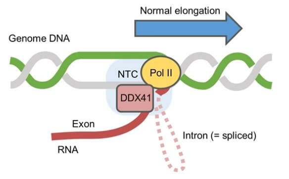 DDX41: A key nuclear player in maintaining genomic stability