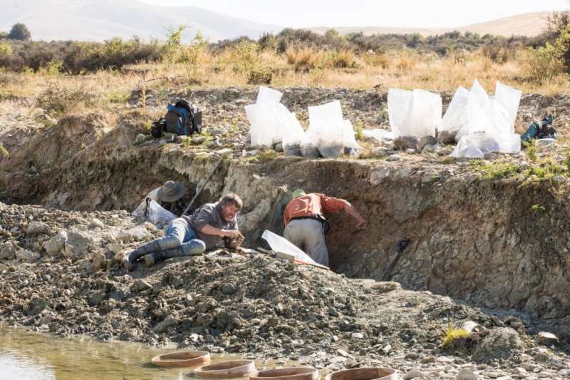 Dead Duck Divides Dates for Fossil Finds