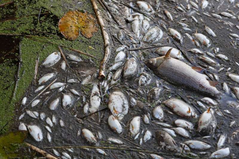 Dead fish are seen along the banks of the Oder River in Schwedt, Germany on August 12, 2022, after a massive fish kill was disco