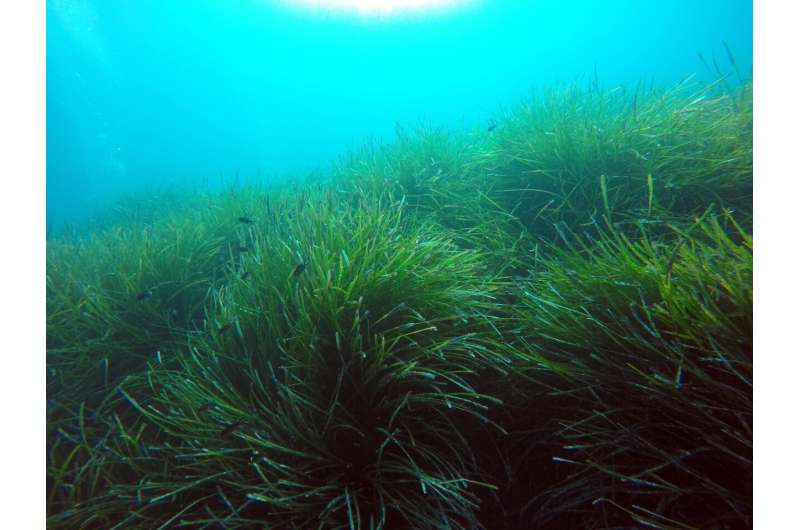 Dead or alive: Seagrasses continue to release methane after their die-off