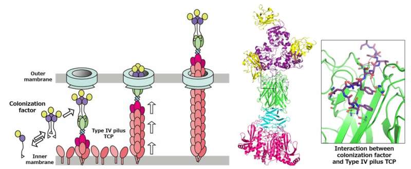 Pompa piston mematikan: bagaimana faktor kolonisasi disekresikan oleh bakteri tipe 4 pili