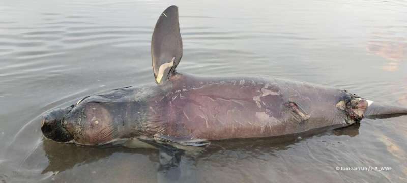 Deaths of 3 endangered Cambodian dolphins raise alarm