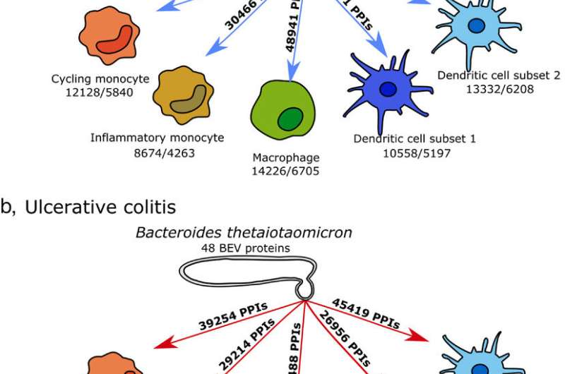 رمزگشایی «پچ پچ» میکروبیوم روده برای مبارزه با IBD