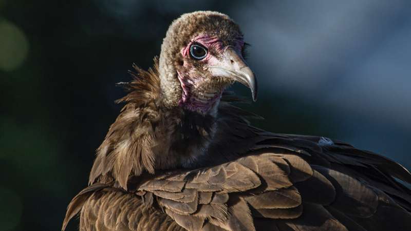 Decline of vultures and rise of dogs carries disease risks