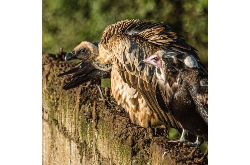 Decline of vultures and rise of dogs carries disease risks