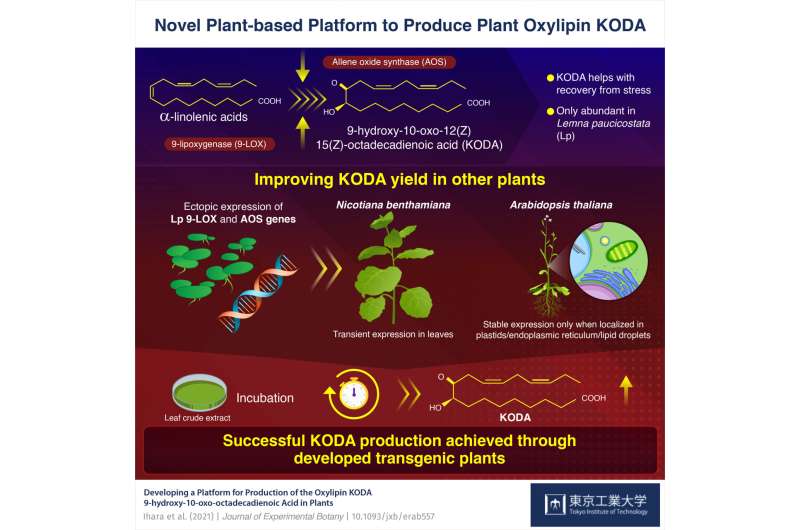 Decoding KODA production to augment stress resistance in plants