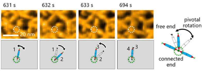 Decoding protein assembly dynamics with artificial protein needles