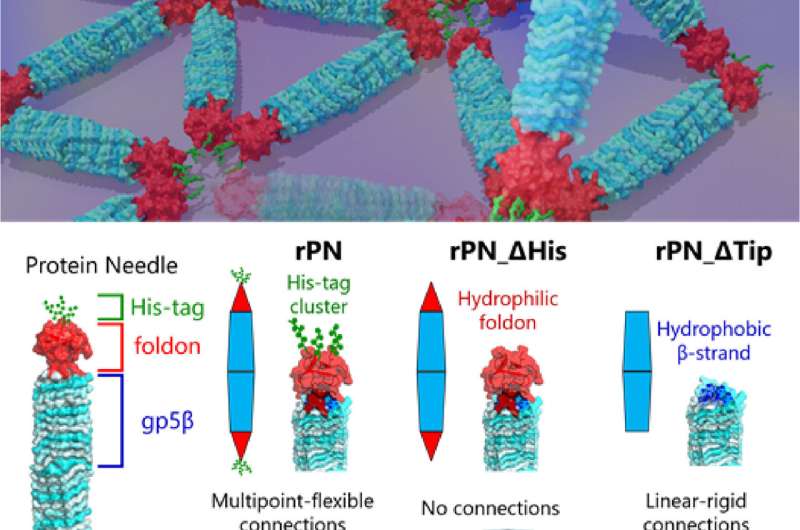 Decoding protein assembly dynamics with artificial protein needles