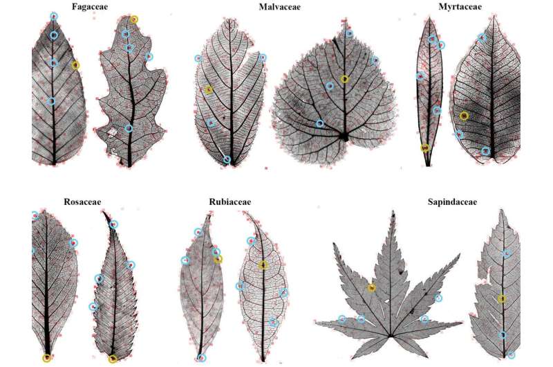 Decoding the leaf: scientists search for features to ID modern, fossil leaves
