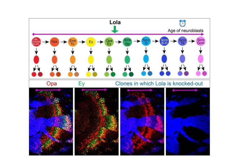 Decoding the molecular clock that controls neurogenesis in the visual center of Drosophila