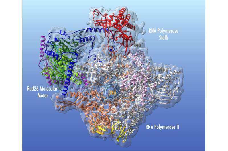 Decoding the role of CSB protein in DNA repair