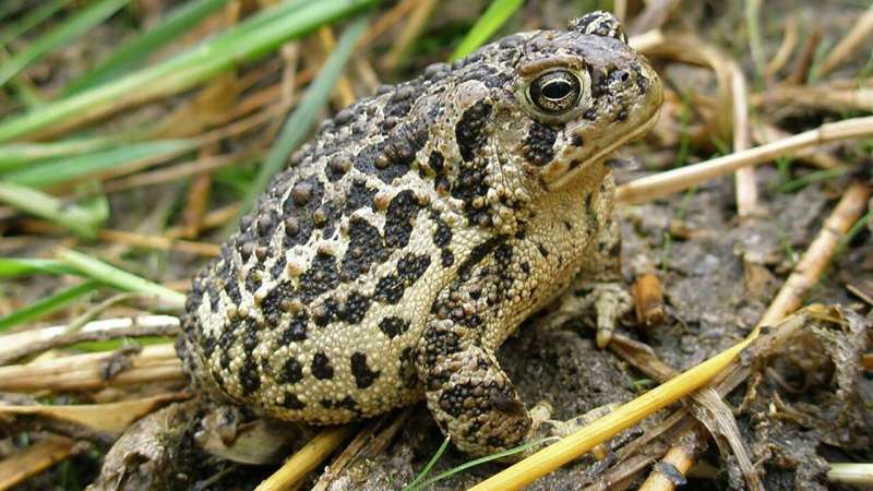 Decreased genetic diversity in immune system could impact endangered toad survival