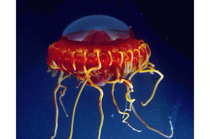 Deep sea jelly fish in the Celebes Sea near the Philippines