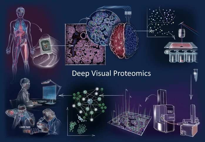 Deep visual proteomics technology provides cell-specific, protein-based information to analyze cancer