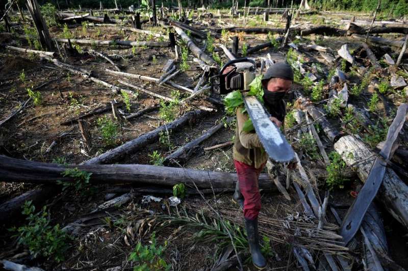 Deforestation is mainly driven by commodity crops such as palm oil and soy, cattle pastures, and timber exploitation