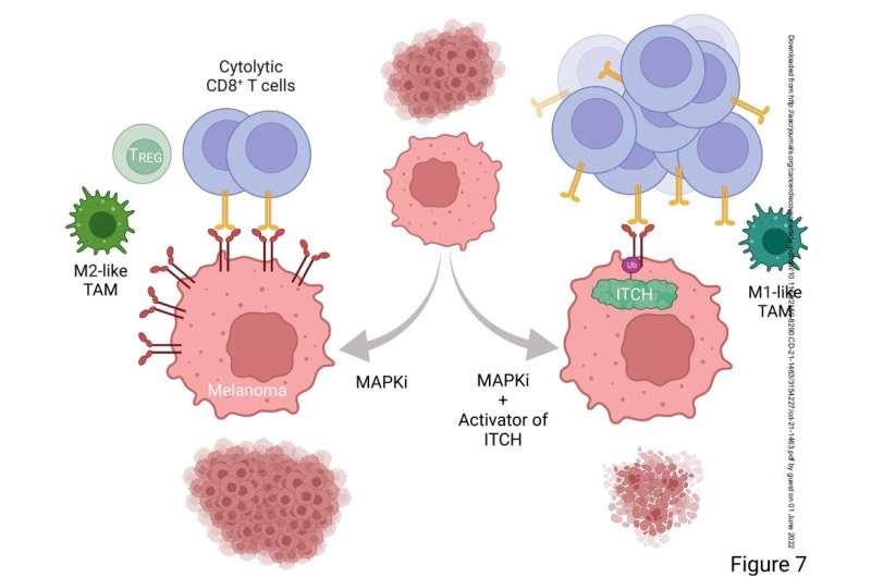 تخریب یک پروتئین کلیدی سطح سلول سرطانی برای تقویت حمله ایمنی به تومورها